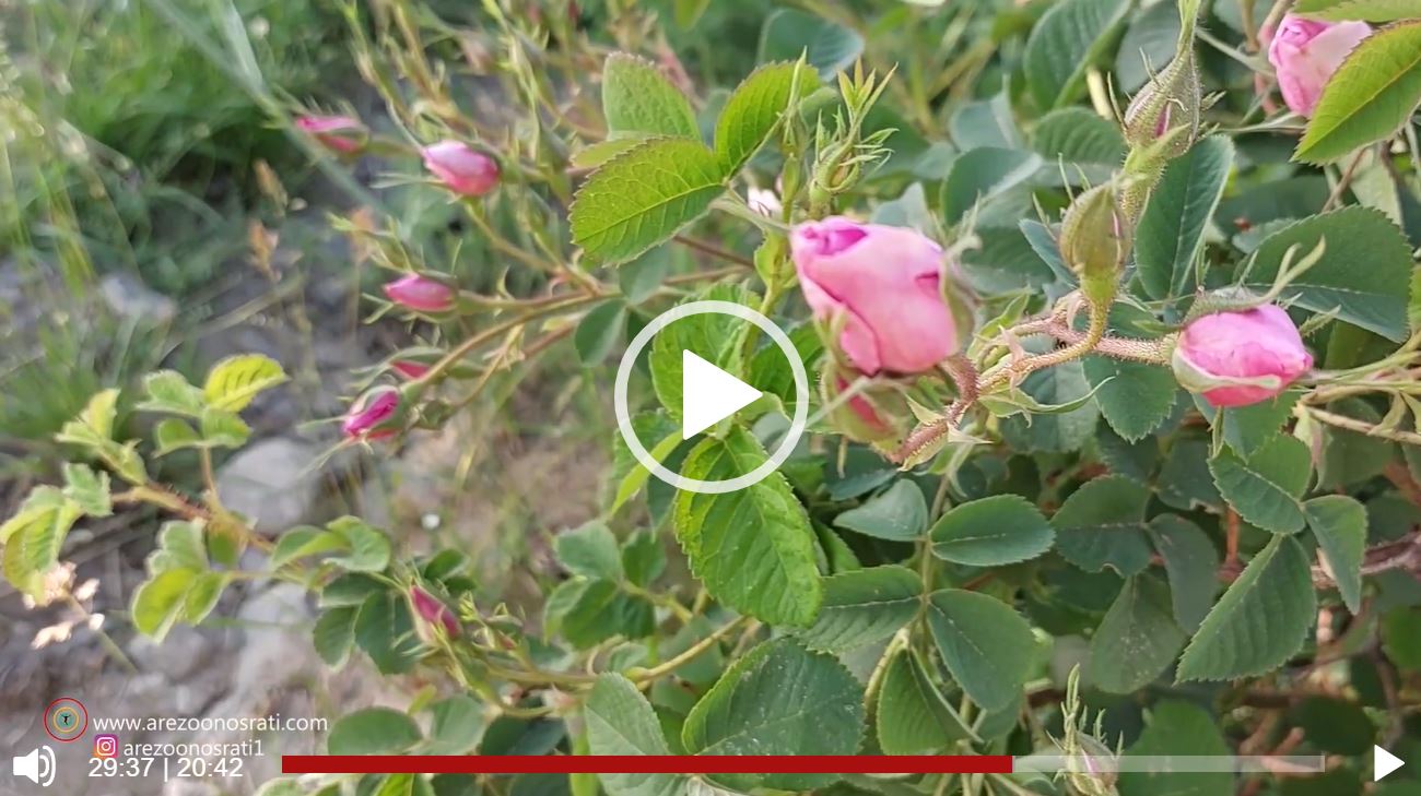 سریال زیبایی های زندگی 16سفر به لاله زار